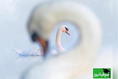 از زیبایی بهشتی تا نگاه نوجوان اسپانیایی؛ تصاویر منتخب مسابقه عکاسی پرندگان 2024