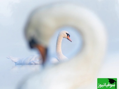 از زیبایی بهشتی تا نگاه نوجوان اسپانیایی؛ تصاویر منتخب مسابقه عکاسی پرندگان 2024