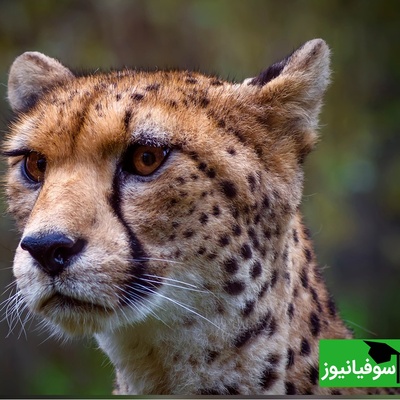 (ویدئو) نگاهی به حیات وحش جذاب آفریقا با بلاگر محیطبان / وداع یوزپلنگ آفریقایی با غرور؛ وقتی درنده به گربه تبدیل شد!