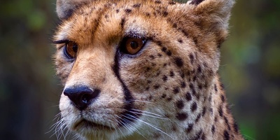 (ویدئو) نگاهی به حیات وحش جذاب آفریقا با بلاگر محیطبان / وداع یوزپلنگ آفریقایی با غرور؛ وقتی درنده به گربه تبدیل شد!