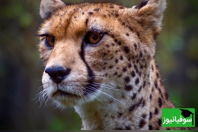 (ویدئو) نگاهی به حیات وحش جذاب آفریقا با بلاگر محیطبان / وداع یوزپلنگ آفریقایی با غرور؛ وقتی درنده به گربه تبدیل شد!