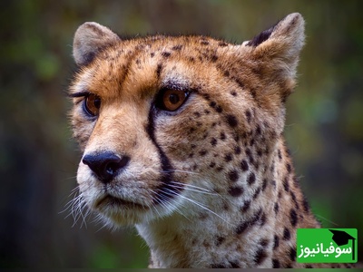 (ویدئو) نگاهی به حیات وحش جذاب آفریقا با بلاگر محیطبان / وداع یوزپلنگ آفریقایی با غرور؛ وقتی درنده به گربه تبدیل شد!