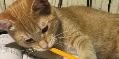 (ویدئو) طنز دانشجویی روز؛ وقتی با هوش مصنوعی میری سر جلسه امتحان! / شوخی جالب با «بازی مرکب» و امتحانات پایان ترم