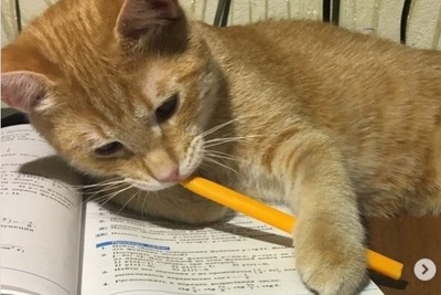 (ویدئو) طنز دانشجویی روز؛ وقتی با هوش مصنوعی میری سر جلسه امتحان! / شوخی جالب با «بازی مرکب» و امتحانات پایان ترم