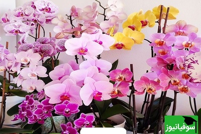 آیا می‌دانی گل ارکیده نماد چیست؟ سفری کوتاه به معنای لطیف و اسرارآمیز آن+ فیلم