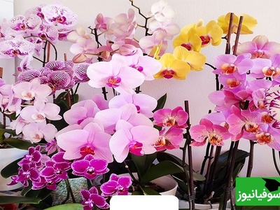 آیا می‌دانی گل ارکیده نماد چیست؟ سفری کوتاه به معنای لطیف و اسرارآمیز آن+ فیلم