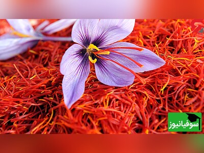 ویدئو| آیا می‌دانید زعفران یا طلای سرخ می‌تواند به درمان استرس و پارکینسون کمک کند؟