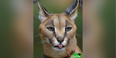 معما تصویری | این معما فقط واسه افراد نابغه‌اس!/ گربه‌ی وحشی را زیر 8 ثانیه در تصویر پیدا کنید