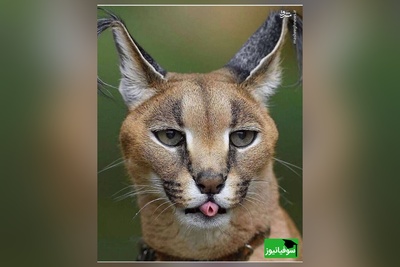 معما تصویری | این معما فقط واسه افراد نابغه‌اس!/ گربه‌ی وحشی را زیر 8 ثانیه در تصویر پیدا کنید