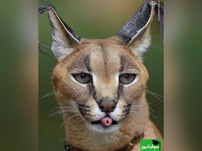 معما تصویری | این معما فقط واسه افراد نابغه‌اس!/ گربه‌ی وحشی را زیر 8 ثانیه در تصویر پیدا کنید