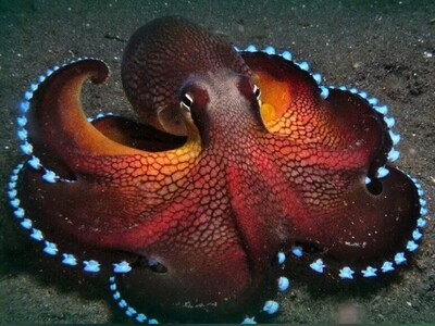 (ویدئو) هوش خارق‌العادهٔ اختاپوس‌هایی با ژنتیک موجودات فضایی/ مسافرانی با ضریب هوشی بالا که پا به زمین گذاشتند