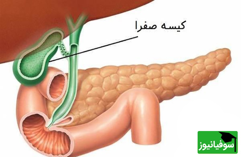 (ویدیو) دکتر علیاصغر زندهدل: با این میوه کبدتو مثل آب زلال پاک و پاکیزه کن! / توصیههای ناب طب سنتی در برنامه «صبحانه ایرانی»