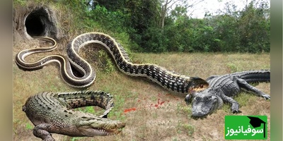 (ویدئو) مستند حیات وحش حیوانات/مار پیتونی که تا آخرین لحظه برای بقا با تمساح می جنگد