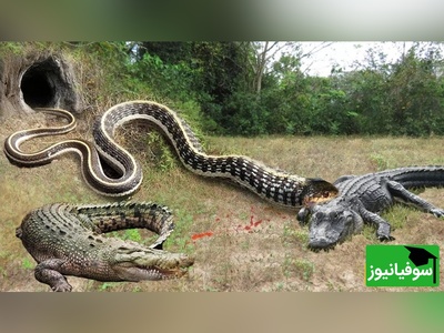 (ویدئو) مستند حیات وحش حیوانات/مار پیتونی که تا آخرین لحظه برای بقا با تمساح می جنگد