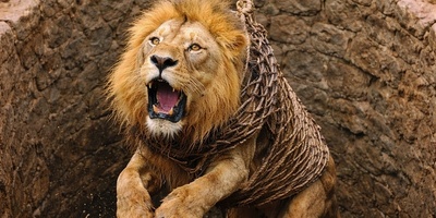 (ویدئو) ویژه علاقه‌مندان به مستند حیات وحش / خیلی مغرور نباش، سلطان جنگل هم که باشی یه روزی از عرش میرسی به فرش!