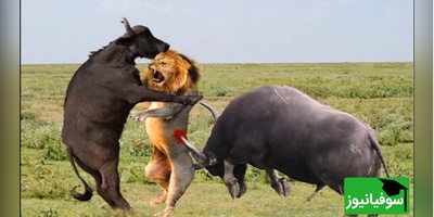 تئاتر واقعی حیات وحش در آفریقا/ صحنه ای کم نظیر از نبرد نفس گیر شیرها و گاومیش های وحشی برای بقا+ ویدئو