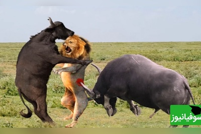 تئاتر واقعی حیات وحش در آفریقا/ صحنه ای کم نظیر از نبرد نفس گیر شیرها و گاومیش های وحشی برای بقا+ ویدئو