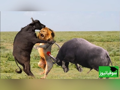 تئاتر واقعی حیات وحش در آفریقا/ صحنه ای کم نظیر از نبرد نفس گیر شیرها و گاومیش های وحشی برای بقا+ ویدئو