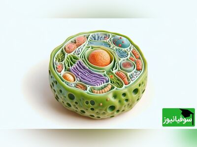 (ویدئو) اجزای یک سلول گیاهی را از نمایی بسیار نزدیک تماشا کنید