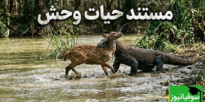 قانون جنگل؛ مستند حیات وحش/ نبرد خونین اژدهای کومودو فرمانروای بی‌رحم رودخانه و گوزن+فیلم