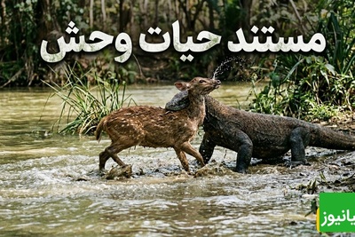 قانون جنگل؛ مستند حیات وحش/ نبرد خونین اژدهای کومودو فرمانروای بی‌رحم رودخانه و گوزن+فیلم
