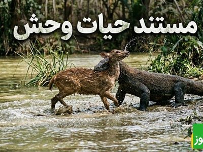 قانون جنگل؛ مستند حیات وحش/ نبرد خونین اژدهای کومودو فرمانروای بی‌رحم رودخانه و گوزن+فیلم