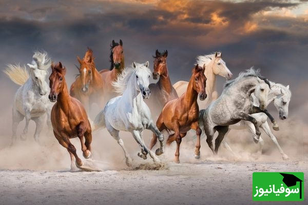 (ویدئو) این داستان کوتاه، انگیزهای را بیدار میکند که سالها گم کردهاید!