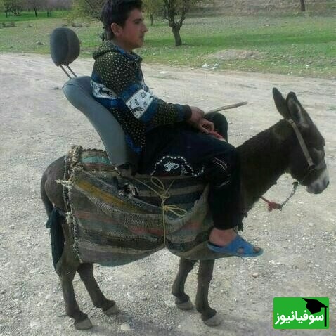 خلاقیت چوپان
