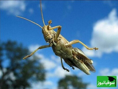 ویدیو/ عملکرد مکانیکی بال‌های "جیرجیرک" و نحوۀ تولید صدای جیرجیر ممتد از این حشره