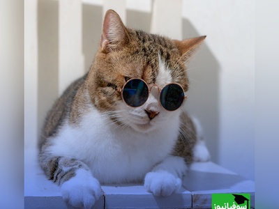 حال روزت خرابه؟ این فیلم ریستش می‌کنه😂/ کلیپ بامزه از دعواو خرابکاری گربه ها + ویدیو