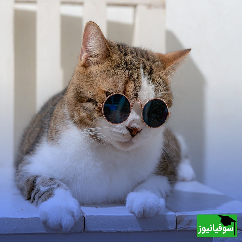 حال روزت خرابه؟ این فیلم ریستش می‌کنه😂/ کلیپ بامزه از دعواو خرابکاری گربه ها + ویدیو