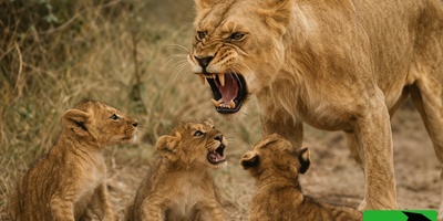 (ویدئو) ویژه علاقه‌مندان به مستند حیات وحش/ راز بقا،این داستان: تربیت بچه به سبک شیر