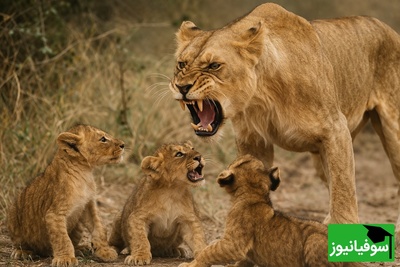 (ویدئو) ویژه علاقه‌مندان به مستند حیات وحش/ راز بقا،این داستان: تربیت بچه به سبک شیر