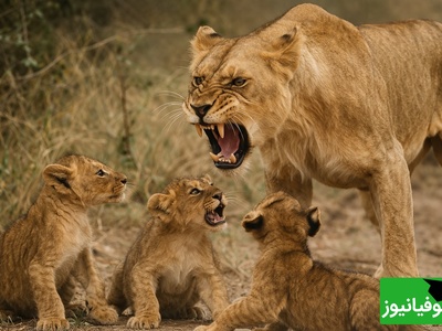 (ویدئو) ویژه علاقه‌مندان به مستند حیات وحش/ راز بقا،این داستان: تربیت بچه به سبک شیر
