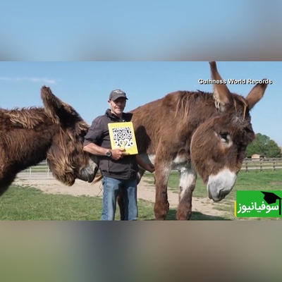 (ویدئو) ویژه علاقه مندان به مستند حیات وحش حیوانات:  بلندقدترین اُلاغ جهان که با رکورداری گینس از همه دنیا دلبری کرد