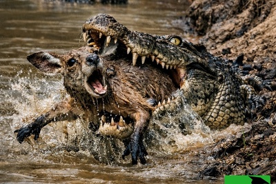 (ویدئو) مستند حیات‌وحش حیوانات؛ ماجرای امروز: فریب قرن در طبیعت؛ تمساحی که برای شکار کانگورو سنگ شد!