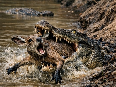 (ویدئو) مستند حیات‌وحش حیوانات؛ ماجرای امروز: فریب قرن در طبیعت؛ تمساحی که برای شکار کانگورو سنگ شد!