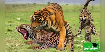 وحشت و درگیری عجیب در هند/ حمله مرگبار پلنگ به نیروی پلیس!