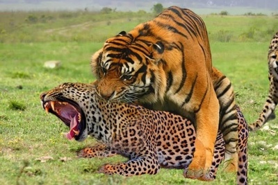 وحشت و درگیری عجیب در هند/ حمله مرگبار پلنگ به نیروی پلیس!