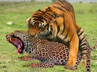 وحشت و درگیری عجیب در هند/ حمله مرگبار پلنگ به نیروی پلیس!