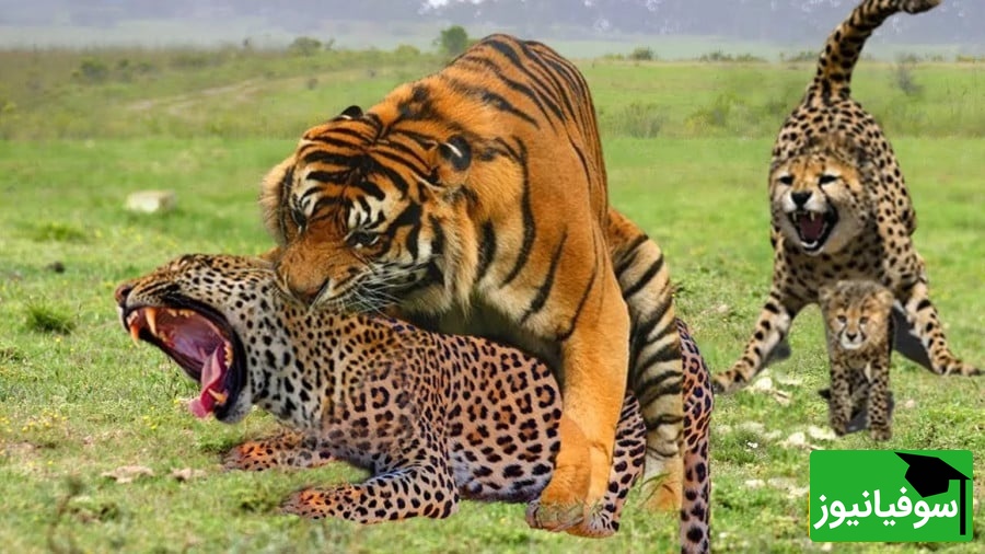 وحشت و درگیری عجیب در هند/ حمله مرگبار پلنگ به نیروی پلیس!