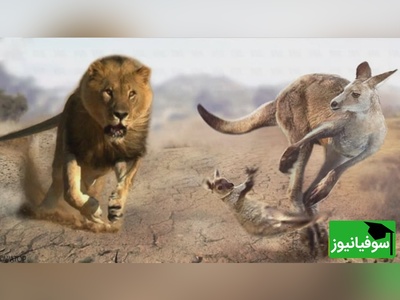 (ویدئو)مستند حیات وحش حیوانات /راز بقا، این داستان: شیر، پلنگ، کانگرو، گور خر