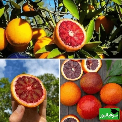 پرتقال سمی در ایران؟ پشت پرده ماجرایی که همه را نگران کرد!