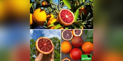 پرتقال سمی در ایران؟ پشت پرده ماجرایی که همه را نگران کرد!