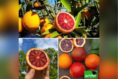 پرتقال سمی در ایران؟ پشت پرده ماجرایی که همه را نگران کرد!