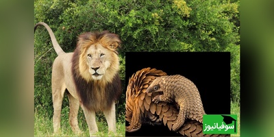 (ویدئو) مستند حیات وحش حیوانات/ نبرد وحشیانه شیر و مورچه‌خوار زره‌پوش