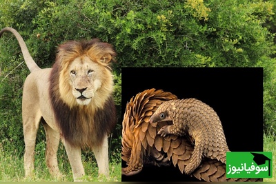 (ویدئو) مستند حیات وحش حیوانات/ نبرد وحشیانه شیر و مورچه‌خوار زره‌پوش