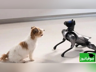 (ویدیو) ربات‌های سگ جنجالی با سر ایلان ماسک و مارک زاکربرگ در میامی فضای مجازی را منفجر کردند!/ اگه ورژن ترامپ رو بسازن بازار منفجر میشه😂