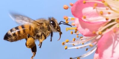 (تصویر) آغوش مرگ، پایان تلخ ملکه زنبورهای عسل