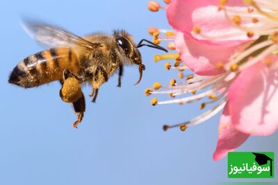 (تصویر) آغوش مرگ، پایان تلخ ملکه زنبورهای عسل